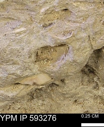 undet. Mollusca