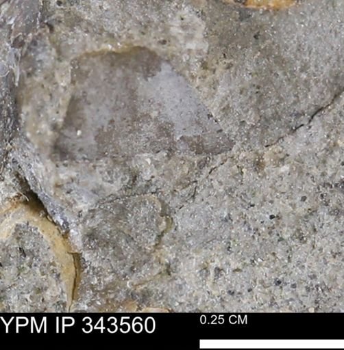 undet. Bivalvia