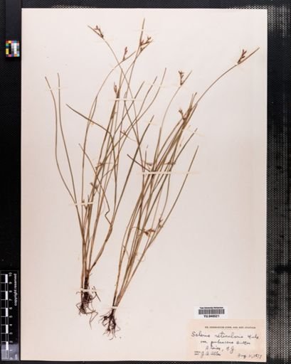 Scleria reticularis