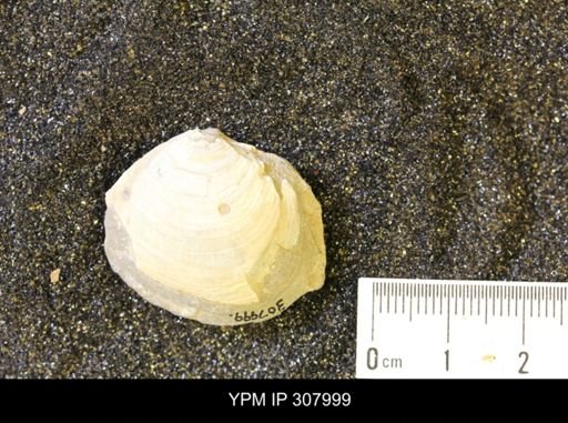 Inoceramus?