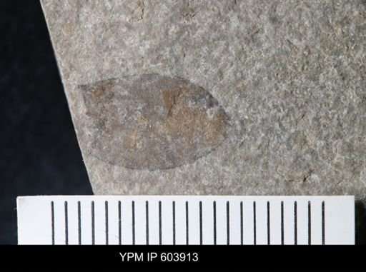 undet. Eurypterida