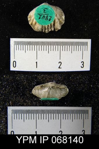 Gypidula roemeri
