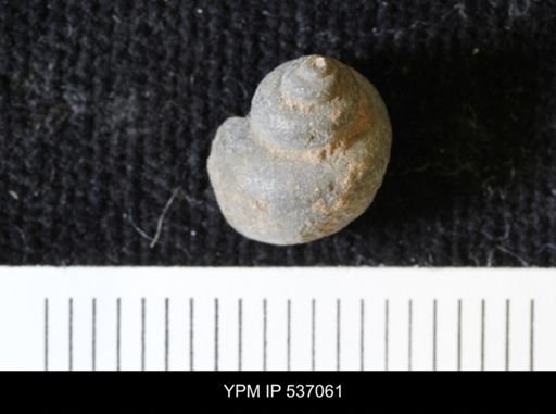 Viviparus montanaensis