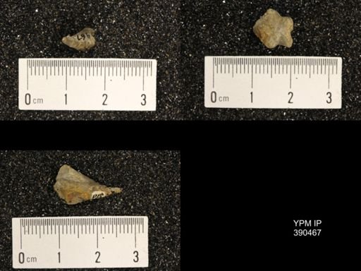 Pentremitidea paillettei