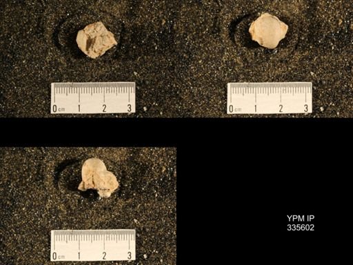 Linoproductus sp.