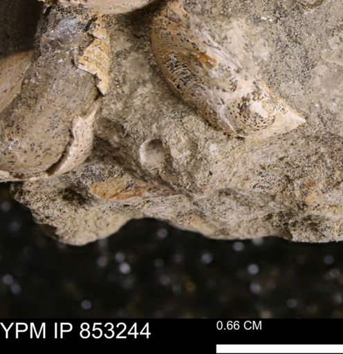 undet. Mollusca