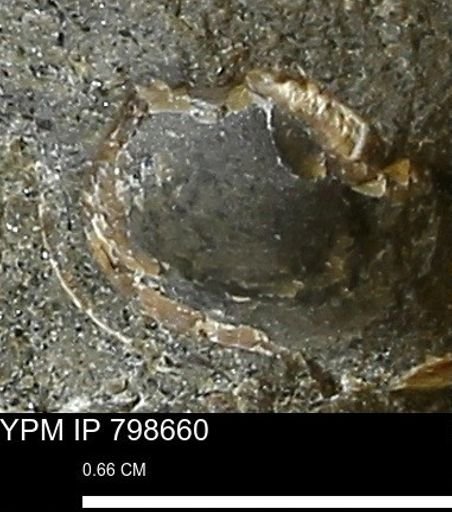 undet. Bivalvia