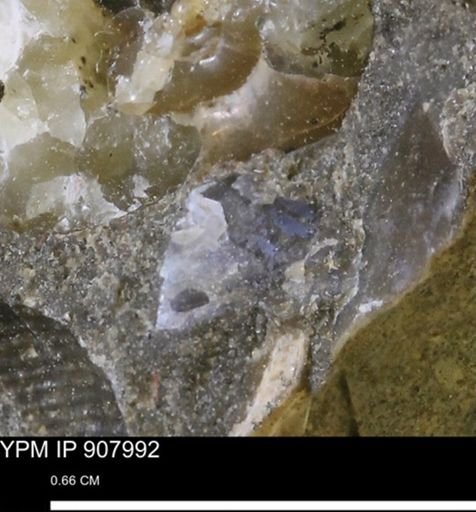 undet. Mollusca