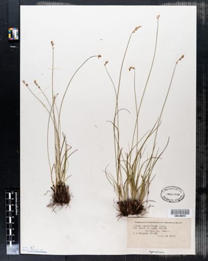 Carex retroflexa
