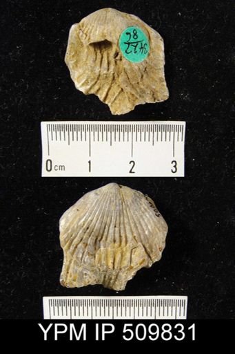 undet. Rhynchonellida
