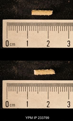 Archaeocidaris sp.
