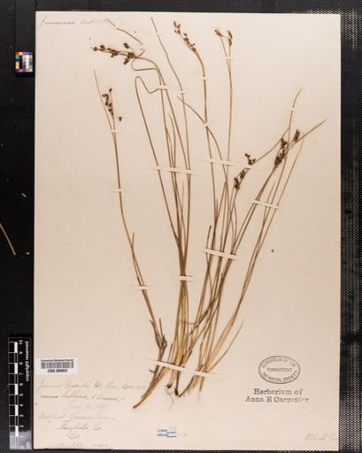 Juncus