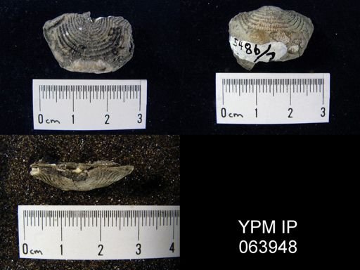 Leptaena tennesseensis