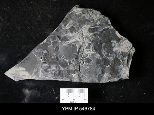 undet. Eurypterida