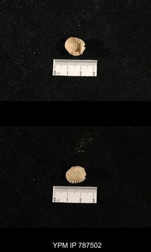 undet. Brachiopoda