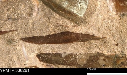 Placenticeras sp.