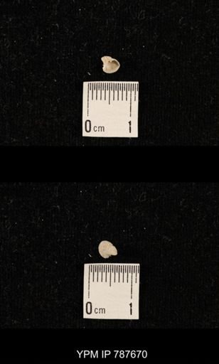 undet. Brachiopoda