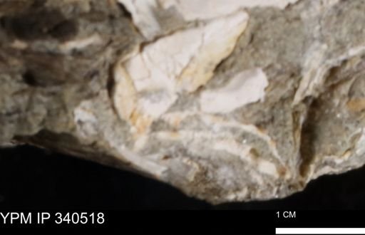 Ostrea glabra