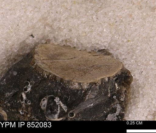 undet. Bivalvia