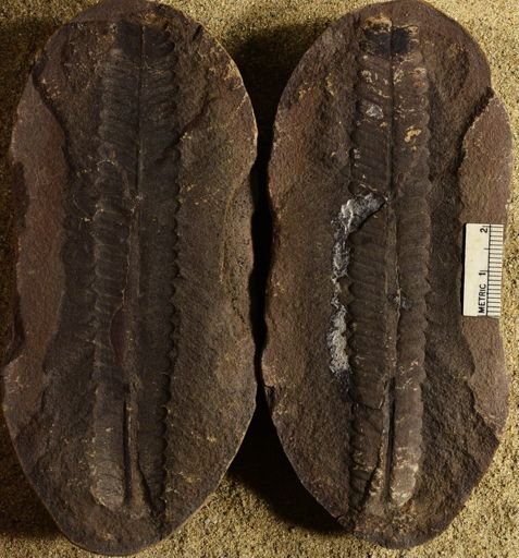 Pecopteris unitus