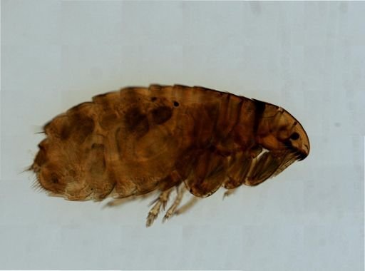 Ctenocephalides felis