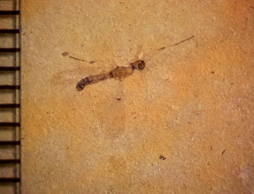 undet. Insecta