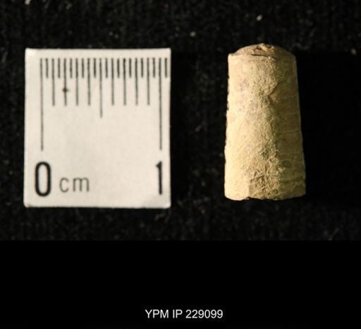 Pseudorthoceras knoxense