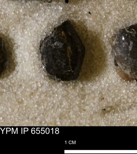 Protocardia