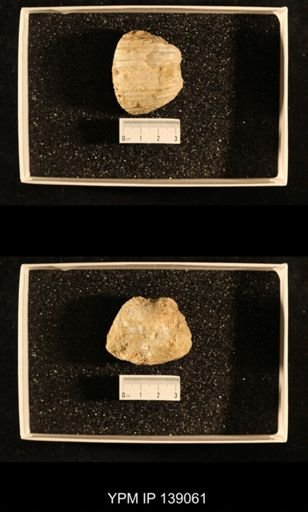 Productus (Dictyoclostus) indicus