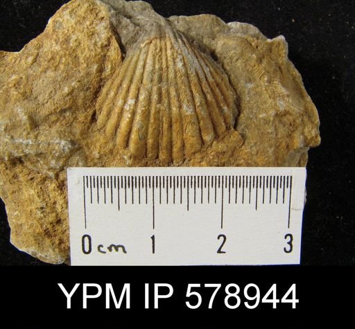 Eumetria sp.