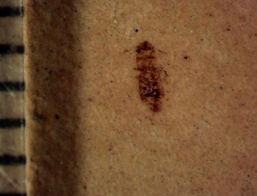 undet. Coleoptera