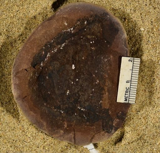 Stigmaria sp.
