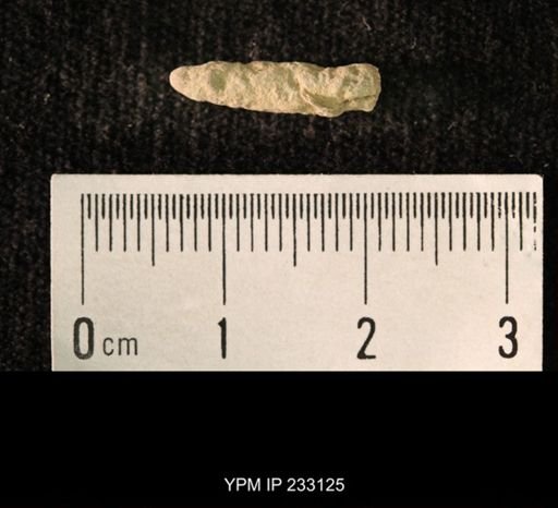 Archaeocidaris sp.