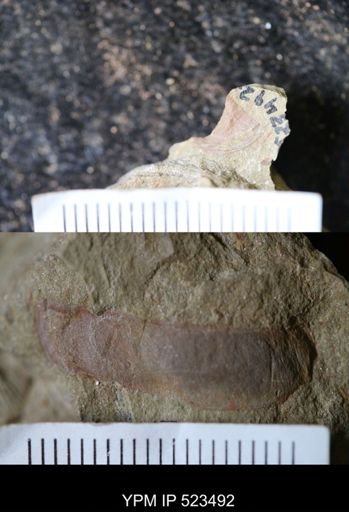 undet. Arthropoda