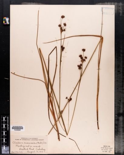 Cladium mariscoides