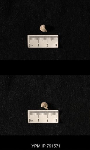 undet. Bryozoa