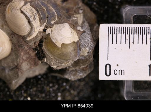 Limopsis striatopunctatus