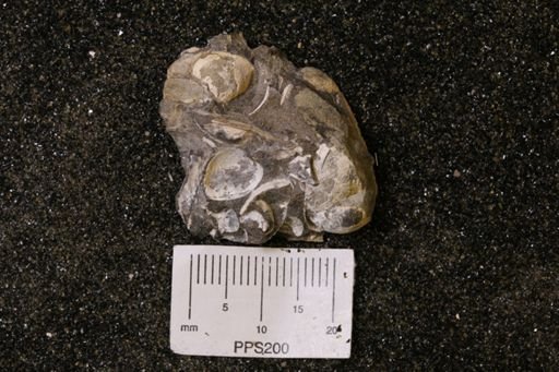 Spisula elliptica