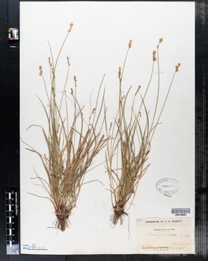Carex retroflexa