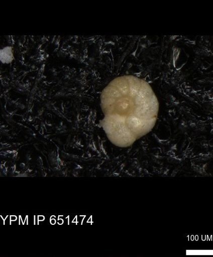 undet. Foraminiferida