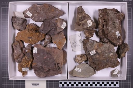 mixed taxa, stratigraphic collection