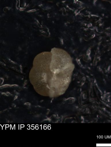 undet. Foraminiferida