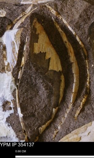 undet. Bivalvia