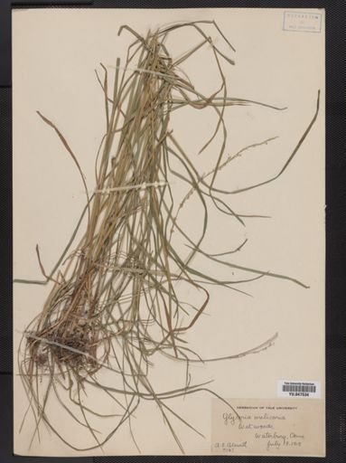 Glyceria melicaria