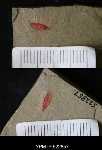 Chelicerata