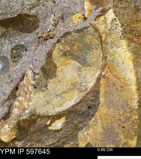 undet. Bivalvia