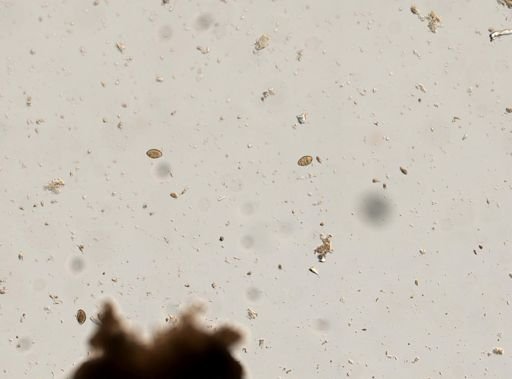 Diphyllobothrium canis