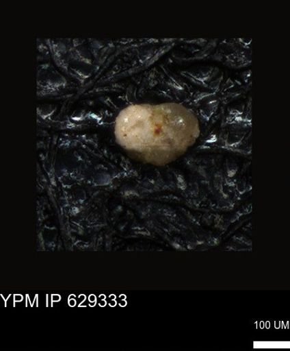 undet. Foraminiferida