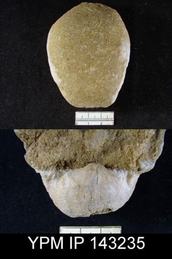 Productus (Linoproductus) lineatus