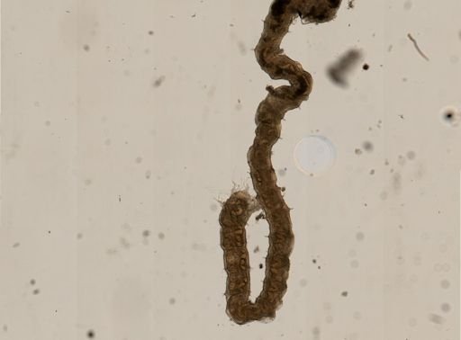 Paranais